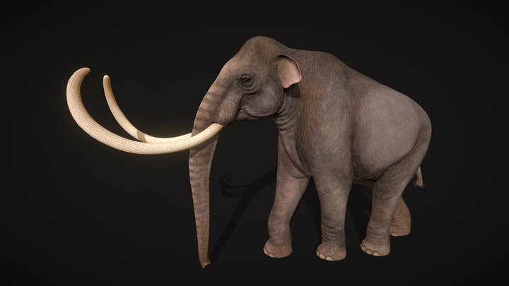Columbian Mammoth 3D Model