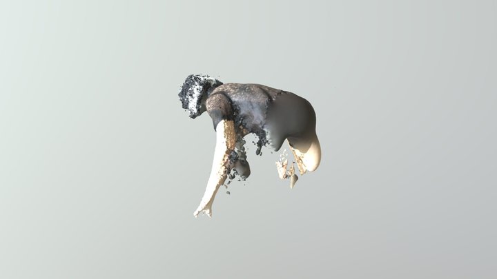 Bear Fail 3D Model