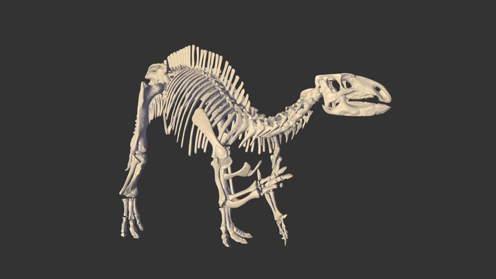 フクイサウルス全身骨格 3D Model