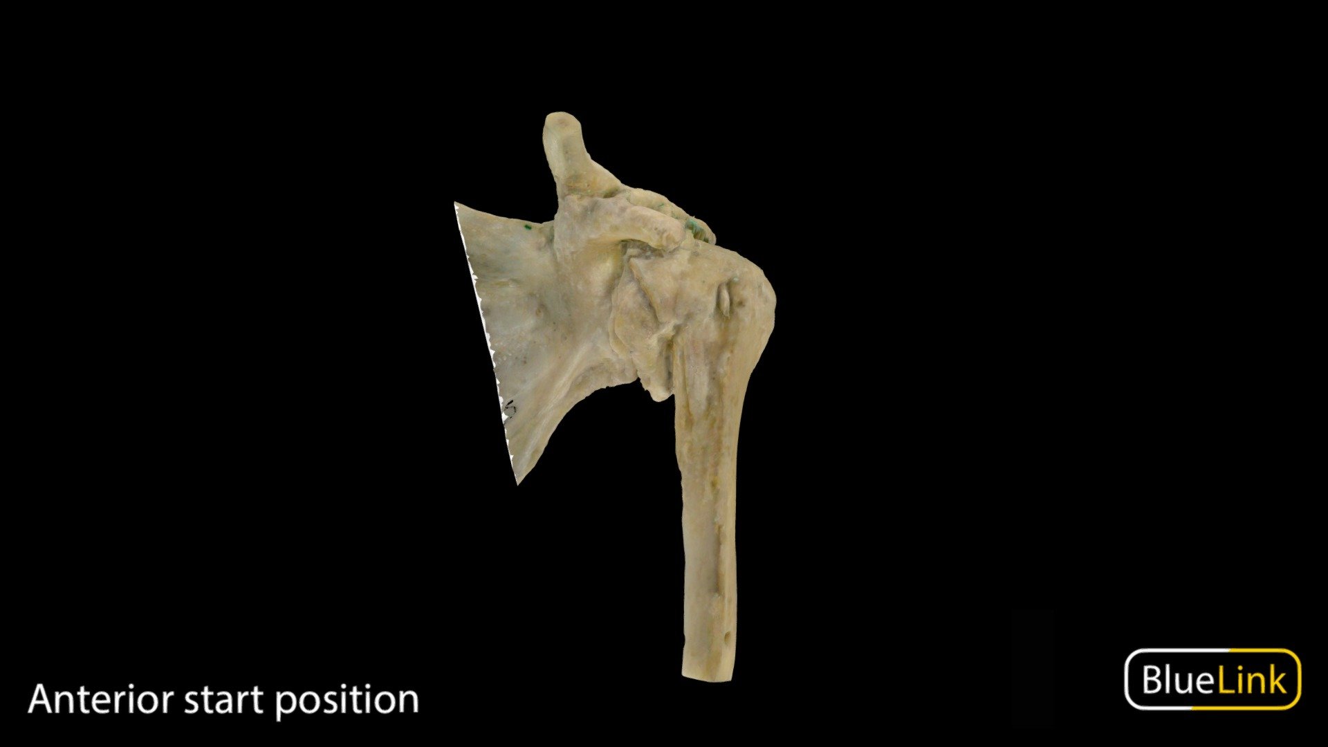 Glenohumeral Joint - 3D model by Bluelink Anatomy - University of ...