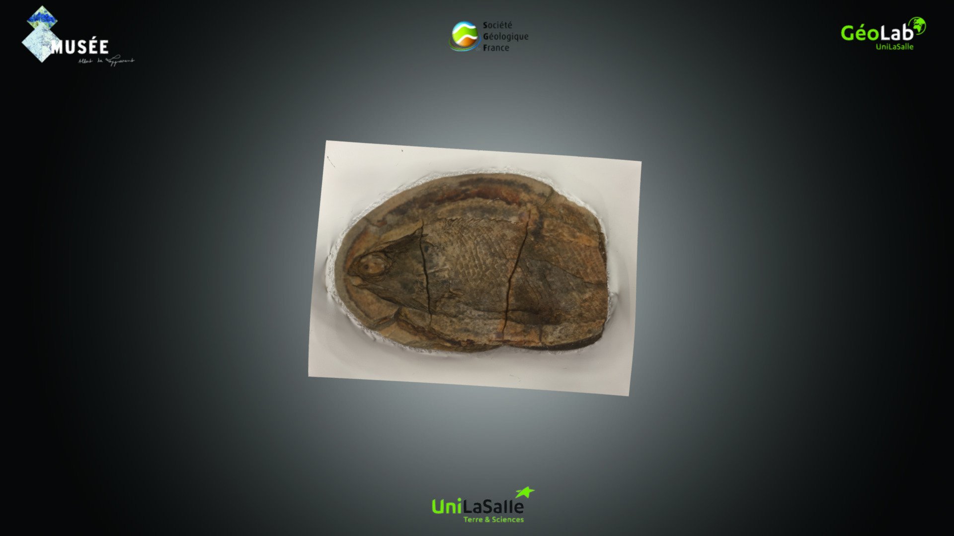 Poisson - Boreosomus sp.