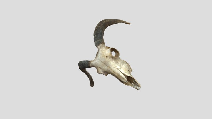 Sheep 3D Model