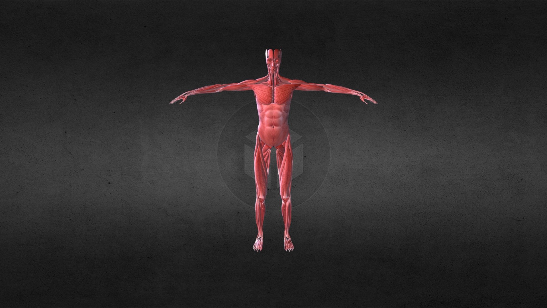 Cuerpo Humano Músculos (Femenino) 3D model by CEFIECS