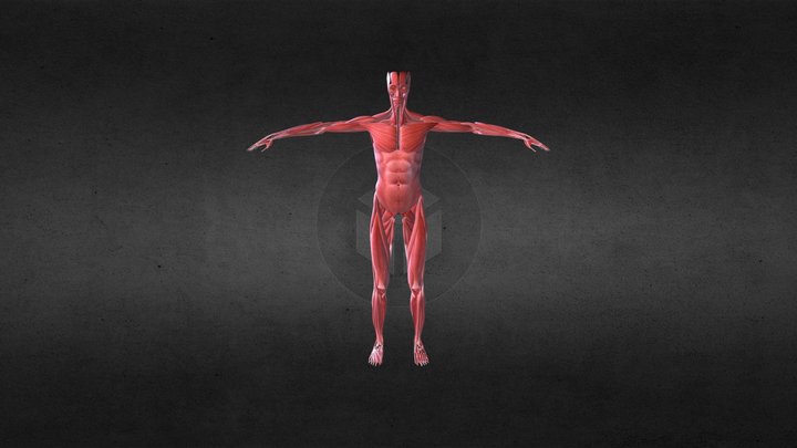 Cuerpo Humano Músculos (Femenino) 3D Model