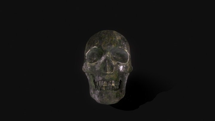 Skull 3D Model