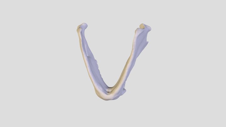 Saimiri sp_ Mandible 3D Model