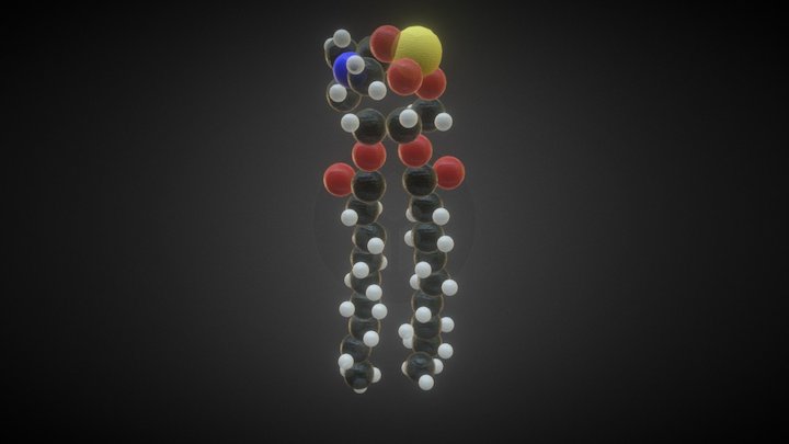 Phospholipid 3D Model