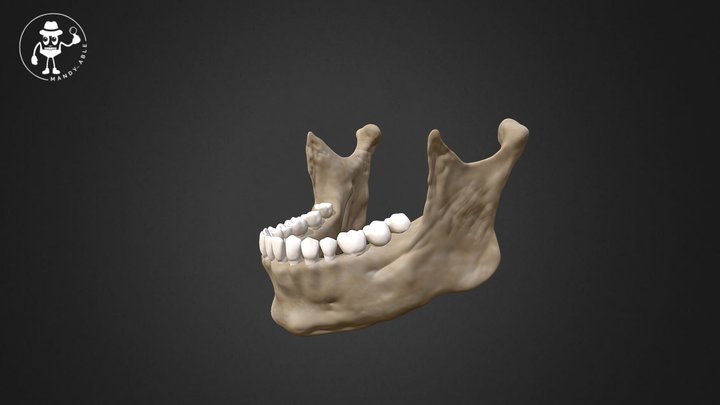 Muscular Attachments on the mandible 3D Model