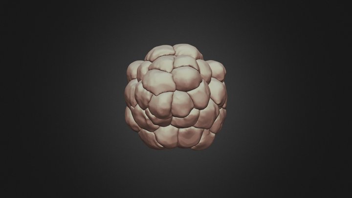 3D Mis 44 cell Stage ciona intestinalis Amira 3D Model