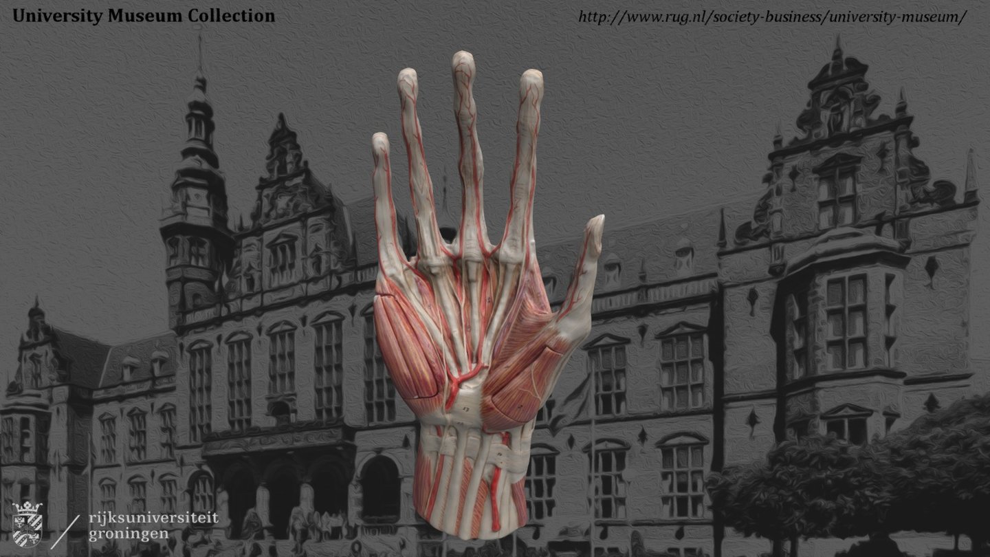 Anatomical hand