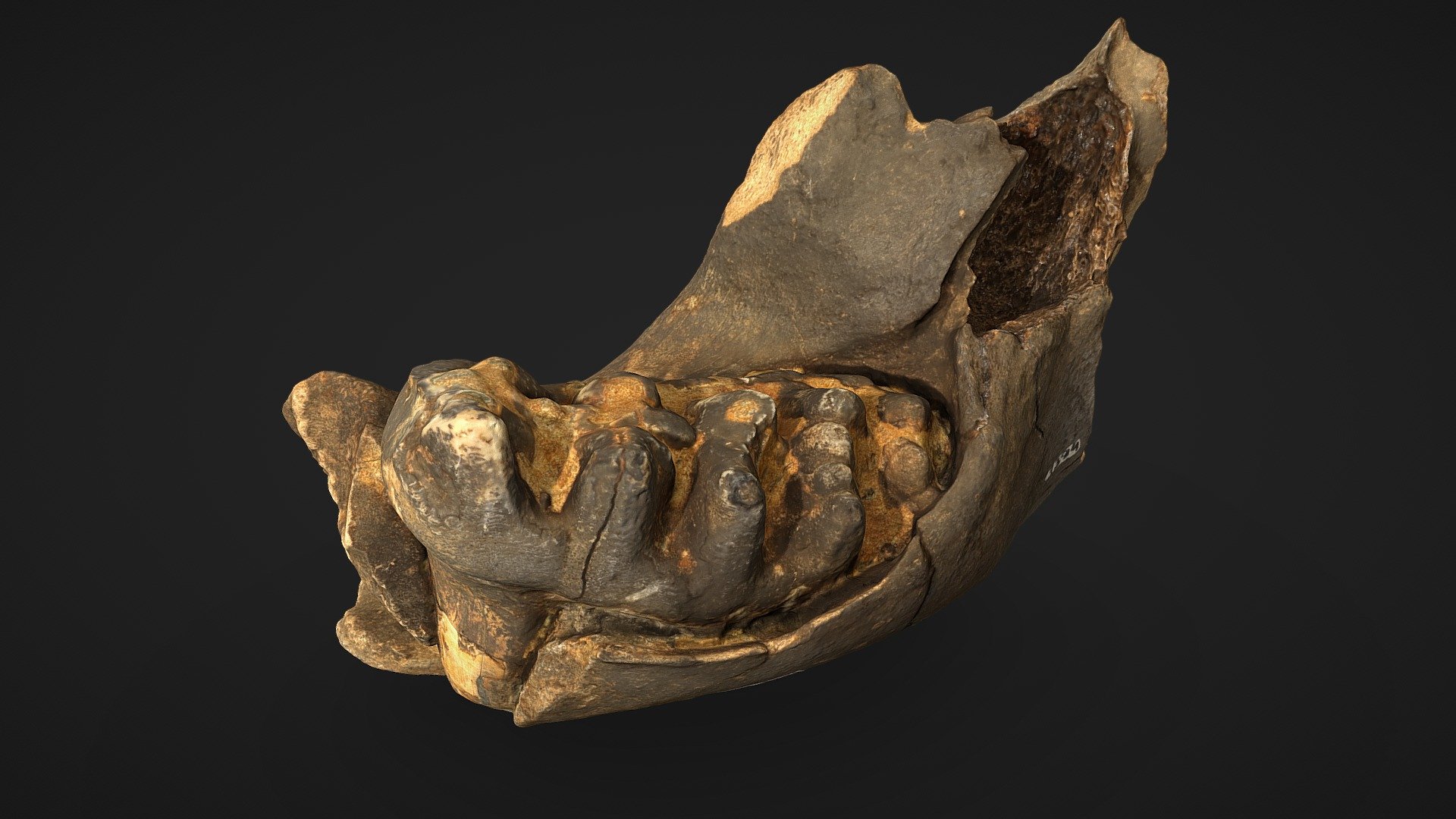 Mandíbula de Mastodonte - 3D model by labpaleonto.ufac [9ab90d9 ...