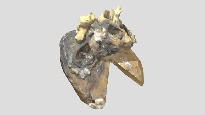 Tetralogy of Fallot_A7856 3D Model