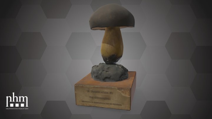 Boletus edulis (NHMW-AFW-DING-0091-005) – Modello 3D gratuito STL