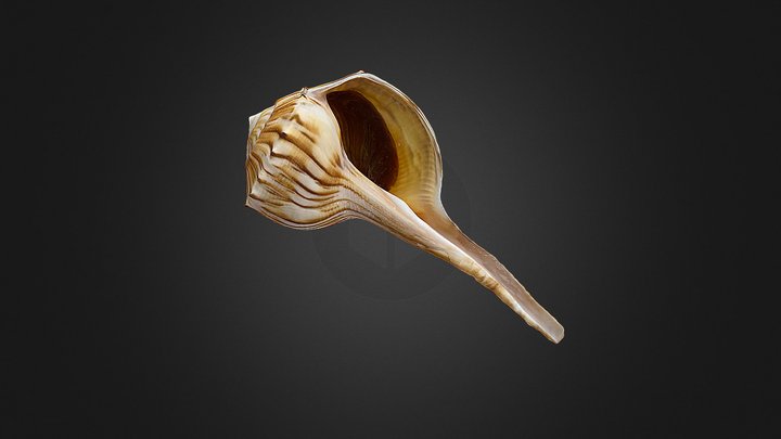 Busycoarctum coarctatum 3D Model