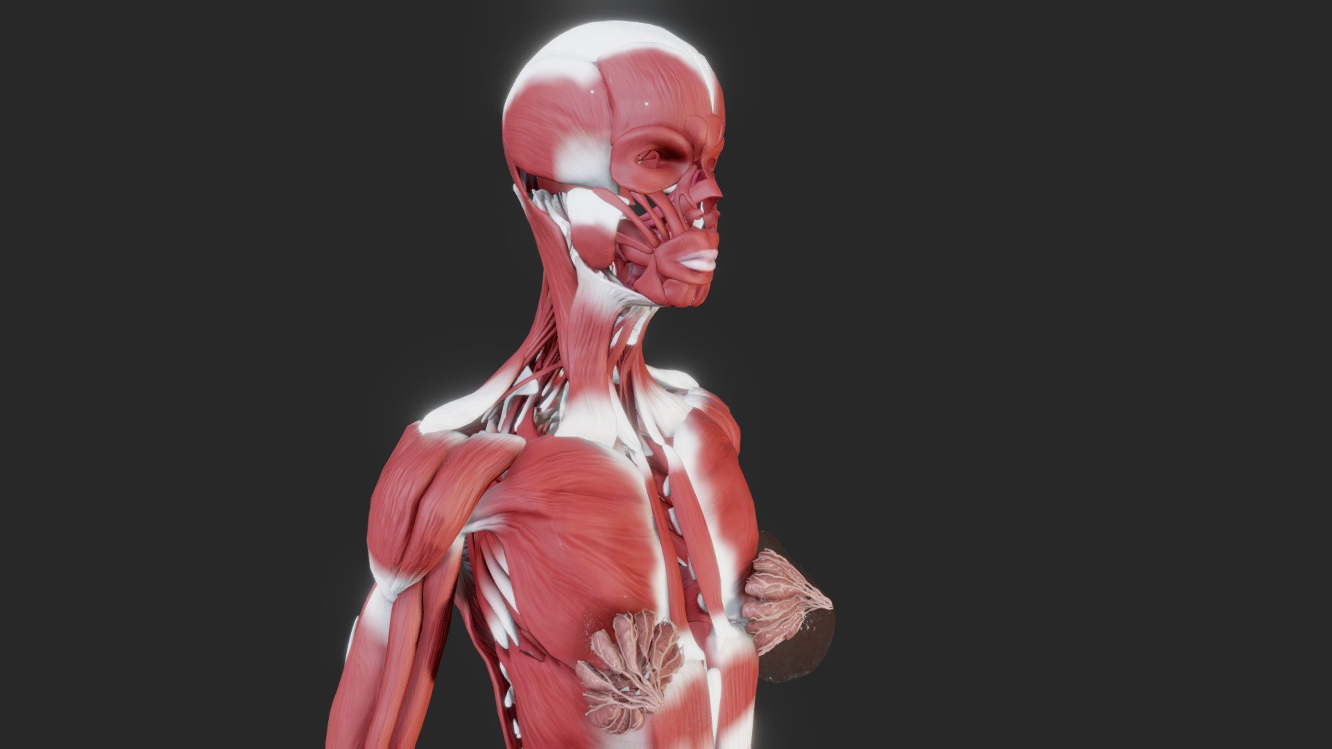 Female Muscular system - Buy Royalty Free 3D model by Ebers (@Ebers