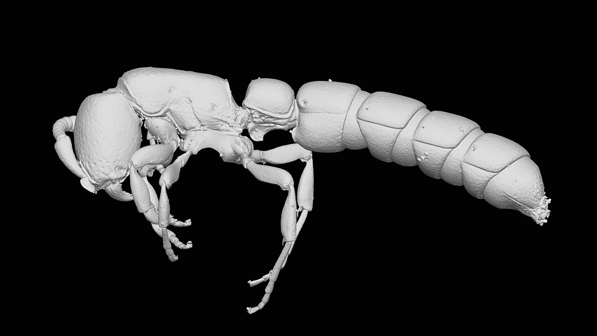 Zasphinctus ndouri Hita Garcia and Gomez — Sketchfab embed 3D viewer