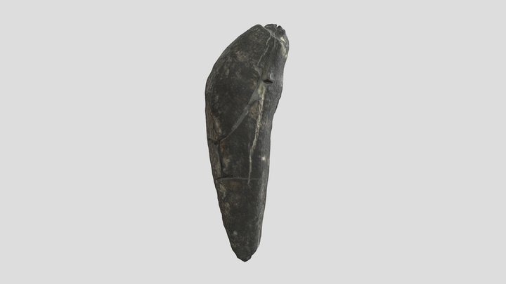 Basilosaurus 3D models - Sketchfab