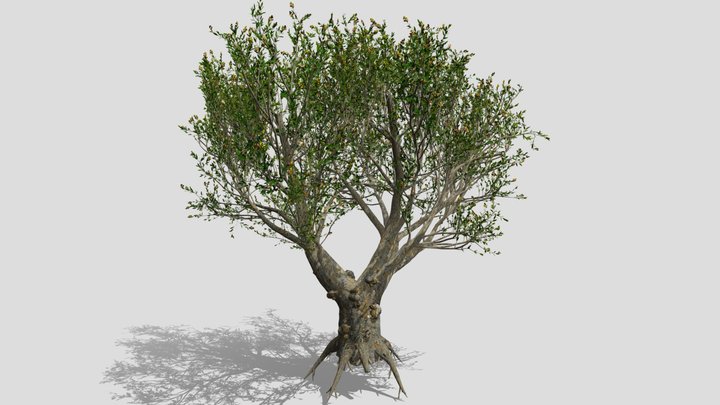 African Olive 3D Model