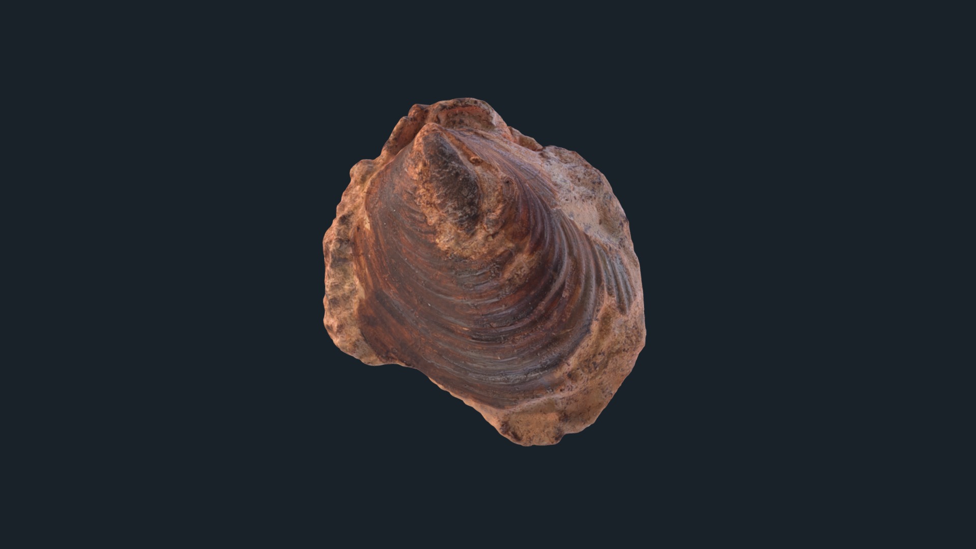 3D model Inoceramus anglicus (replica) - This is a 3D model of the Inoceramus anglicus (replica). The 3D model is about a close-up of a walnut.