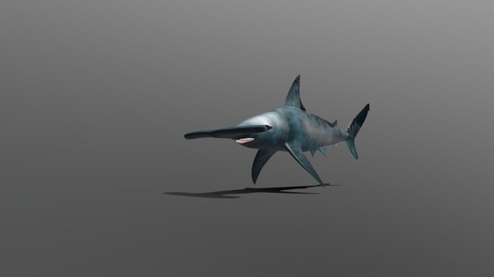 Hammerhai 3D Model