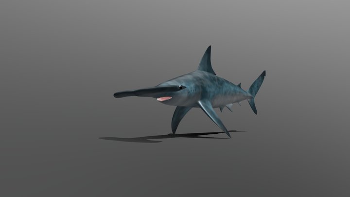 Hammerhai 3D Model