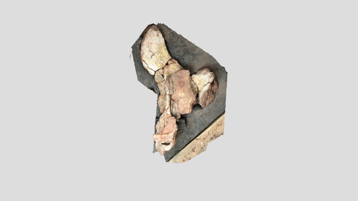 pubis ishium titanosaure bertalas nord 3D Model