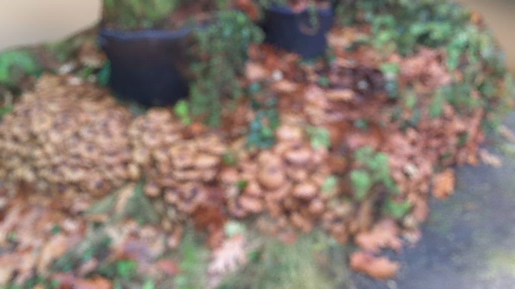 Mushrooms