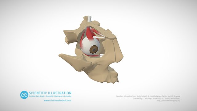 The extra-ocular muscles 3D Model