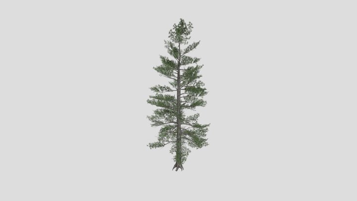 Tree Siberian Pine A6 – Gratis 3D-model STL