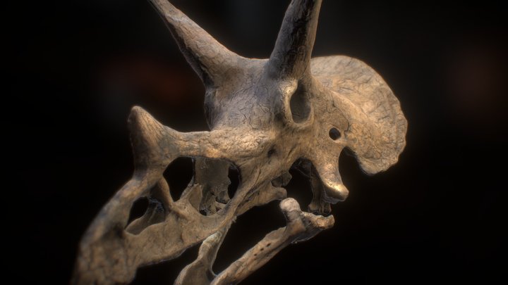 "Freja" Triceratops prorsus Skull 3D Model