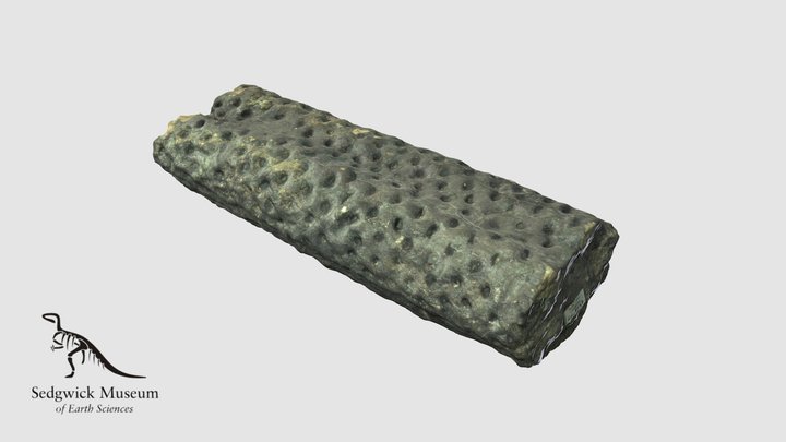 EduF637 Fossil Tree Root 3D Model
