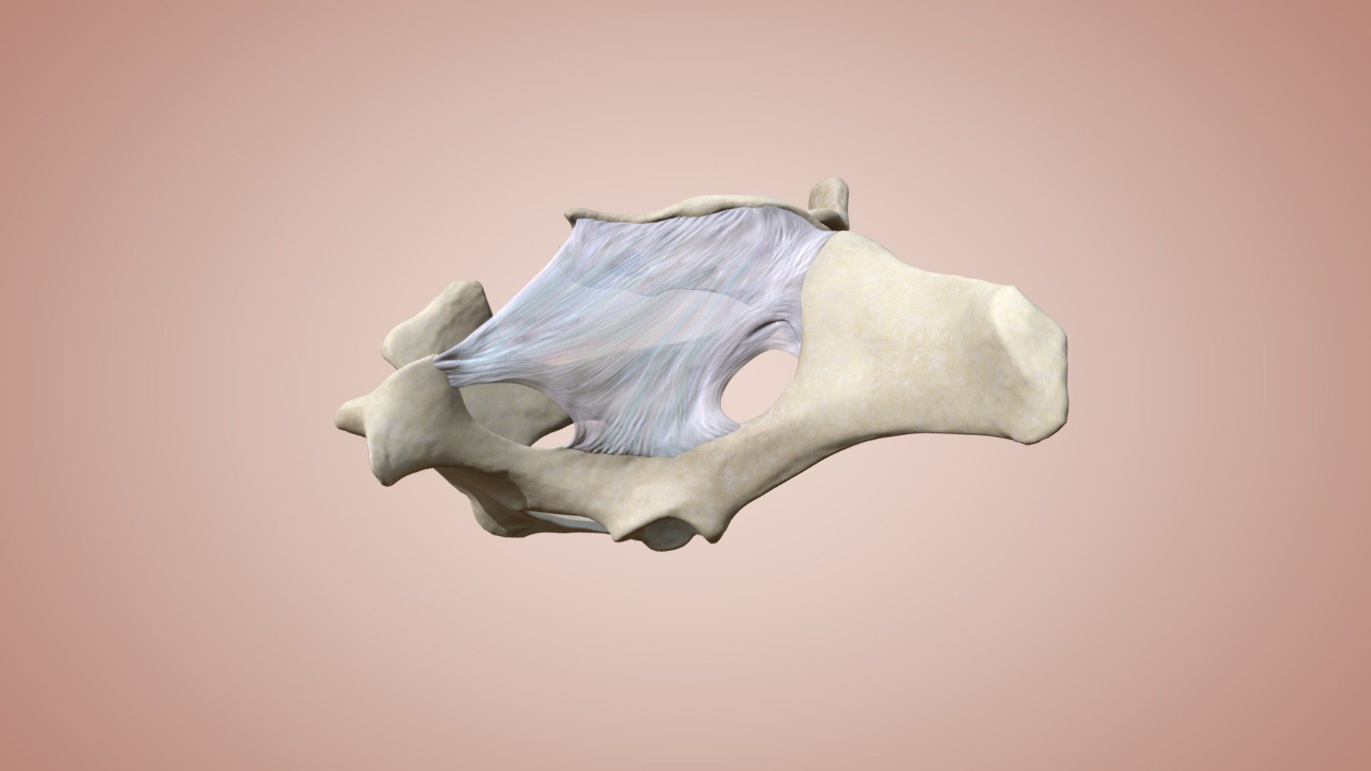 Bovine Sacro-sciatic Ligament - 3D model by ERC [9ad83ed] - Sketchfab