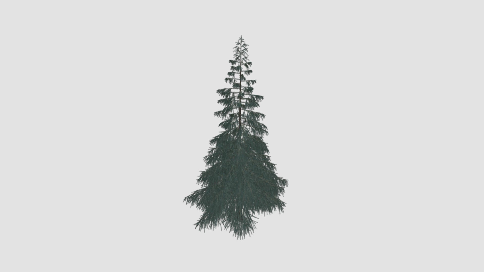 tree - Buy Royalty Free 3D model by Evermotion [9ad9a17] - Sketchfab Store