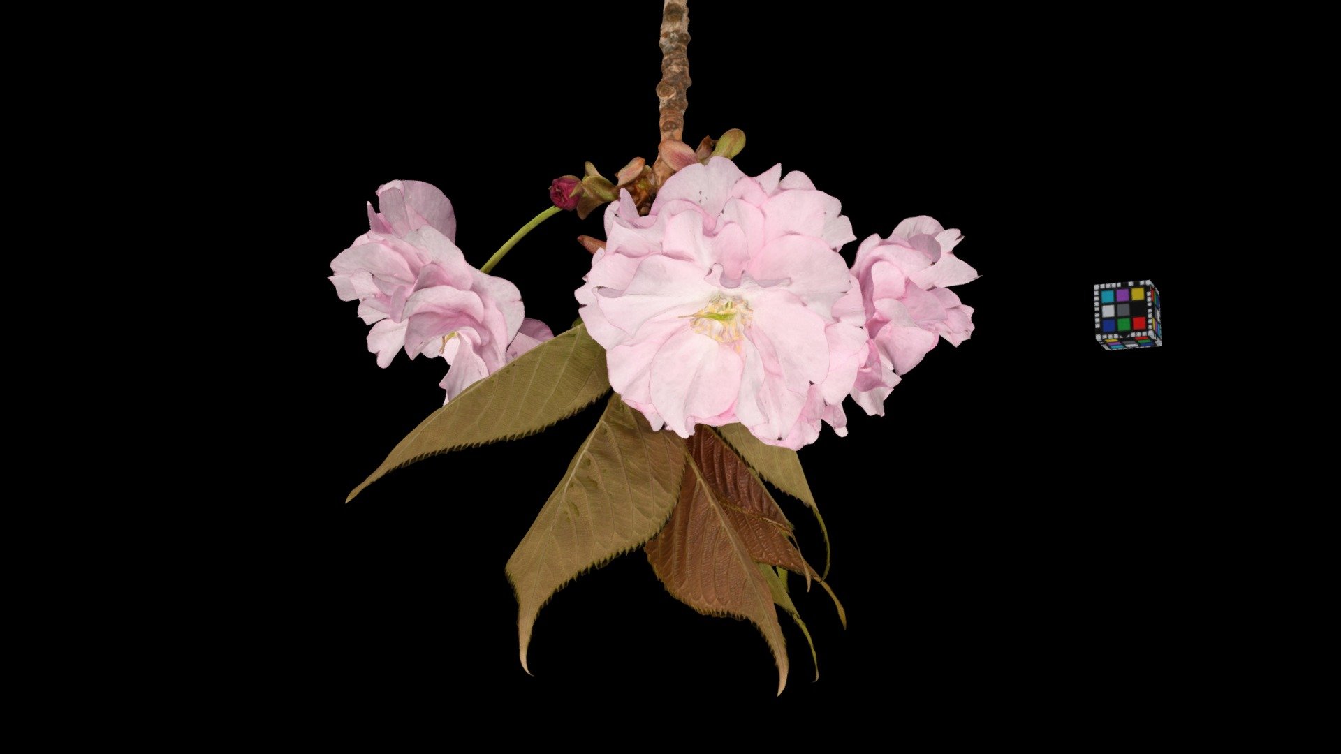 関山 カンザン Kanzan Cherry, Cerasus serrulata