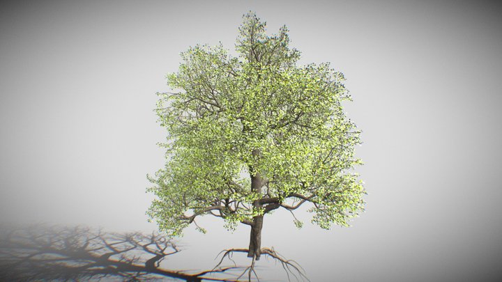 Cinematic Tree 3D Model