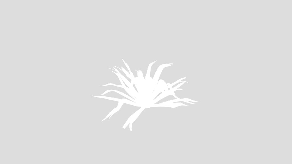 Agave Plant