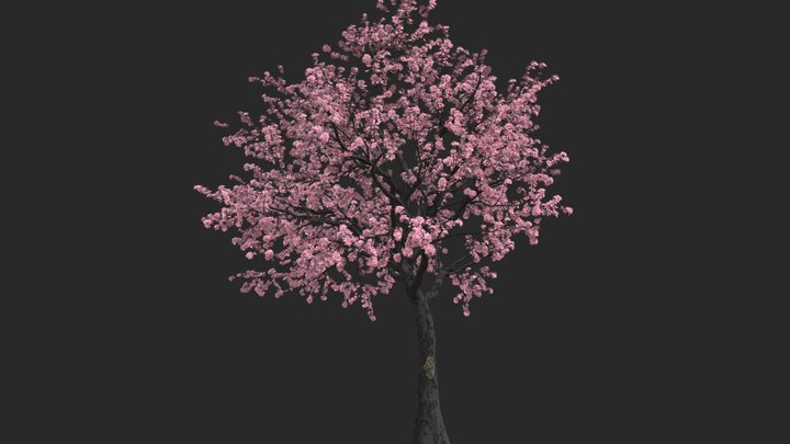 Cherry Tree – Kostenloses 3D-Modell STL