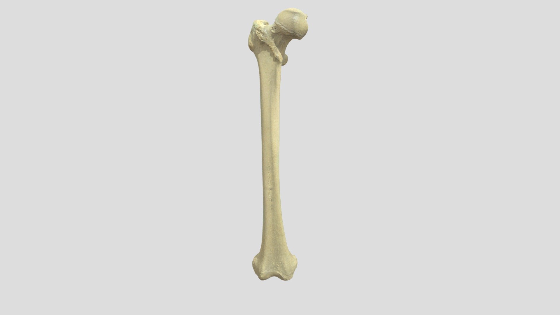 Femur R - annotaties - 3D model by Universiteit Antwerpen ...