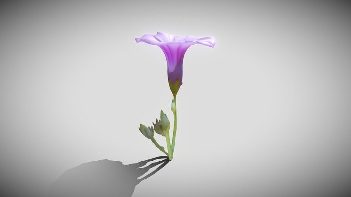 Ipomoea trifida 3D Model