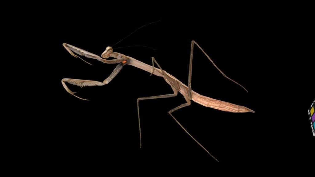 CC0 チョウセンカマキリ幼虫 Korean Mantis, T. angustipennis