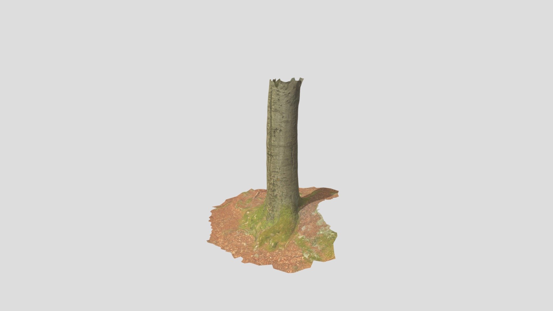 Beech Tree Trunk Roots Processed Scans Forest - Buy Royalty Free 3D ...