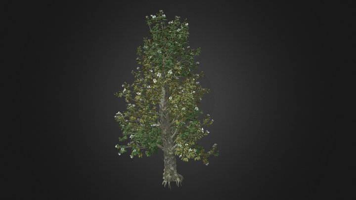 Southern Magnolia Flowers Tree 3D Model