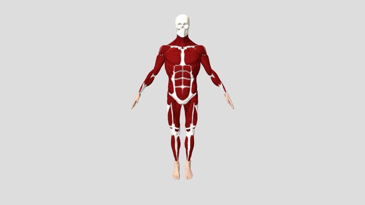 anatomy_male 3D Model