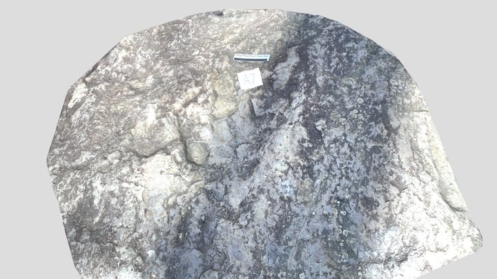 Dinosaur Footprint - A7 3D Model