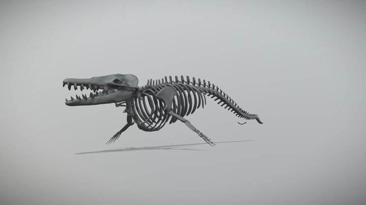 Basilosaurus Skeleton 3D Model