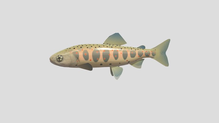 Amago 3D Model