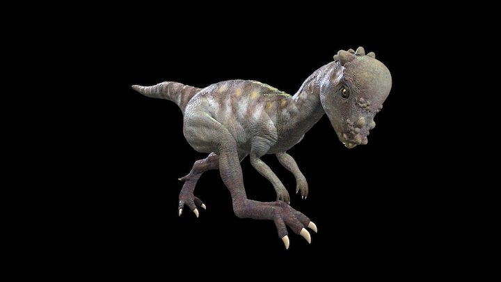 Pachycephalosaurus 厚頭龍 3D Model