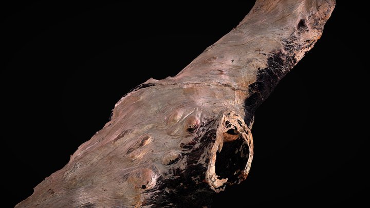 Tree-Bark 3D Model