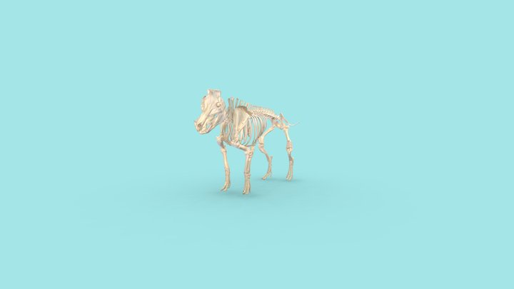 Schweineskelett 3D Model