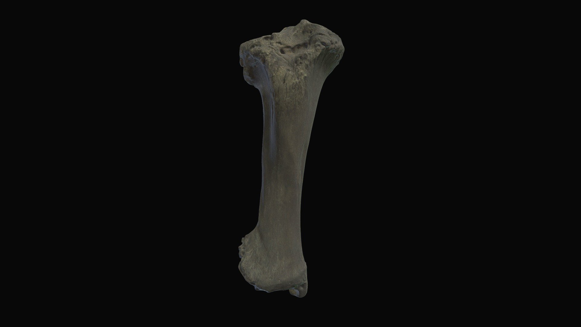 Mastodon Tibia. Schimelphenig Bog, Dane Co., WI